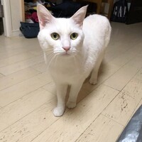 マル