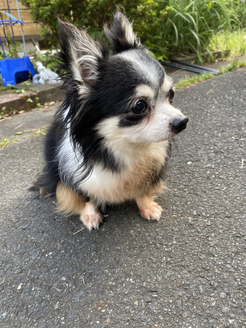 チワワメス里親募集中」栃木県 - 犬の里親募集(310570