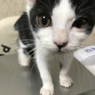 3/1ごろ生まれ　白黒子猫(オス)