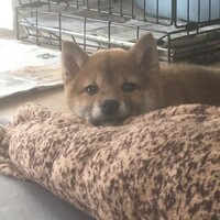 ちゃちゃ
