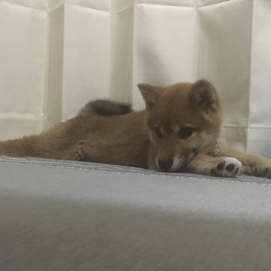 ちゃちゃのカバー写真