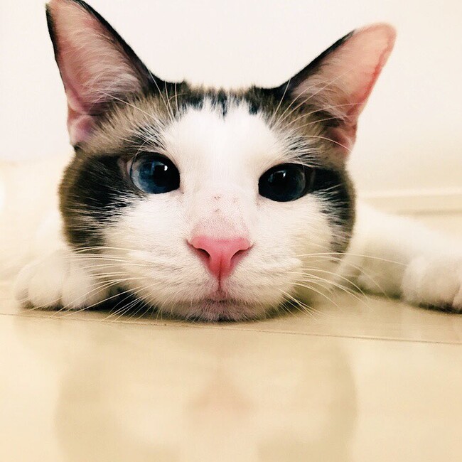 あずねずのカバー写真
