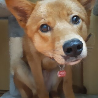 (仮名)りく　雑種　7ヶ月～8ヶ月程度　オス