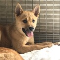 小町ちゃん