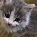 子猫の里親募集中