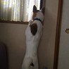 お外に行きたい〜　散歩まだかなー