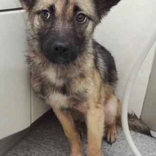 日々経験値アップ中、素直な鼻黒の女の子ちい