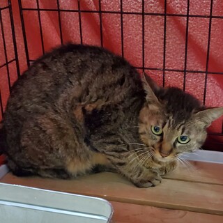 処分間近 半年くらいのキジの男の子