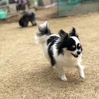 トト