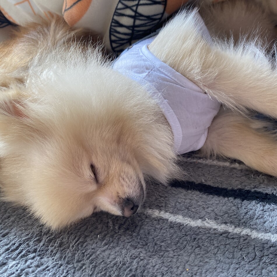 ちゃみのカバー写真