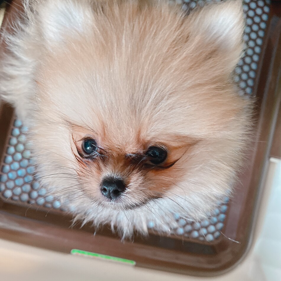 みかんのカバー写真