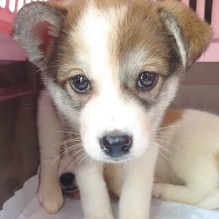 一旦中止【センターレスキュー】トライカラーの男の子