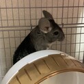 チンチラ 1歳