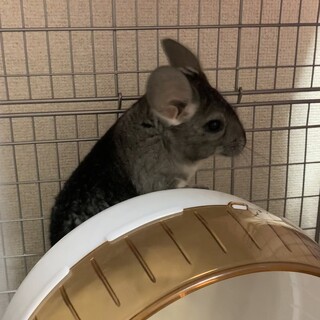 チンチラ 1歳