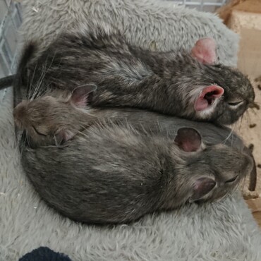 のんさんと生後９週目のチビ２人。ハンモックで仲良くお昼寝♪