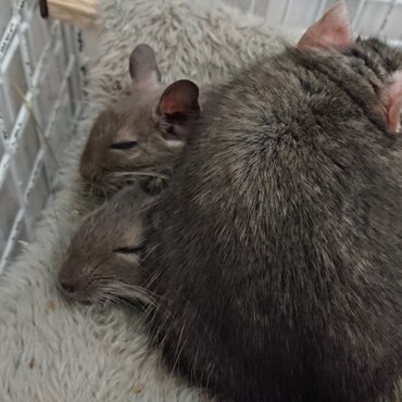 のんさんの写真