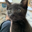 子猫の里親さんを募集します！
