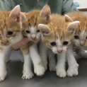 可愛い仔猫たち
