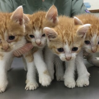 可愛い仔猫たち