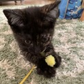 子猫の里親さん募集します！