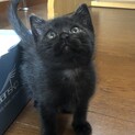 【面会予定の為一旦募集中止】可愛い黒猫子猫