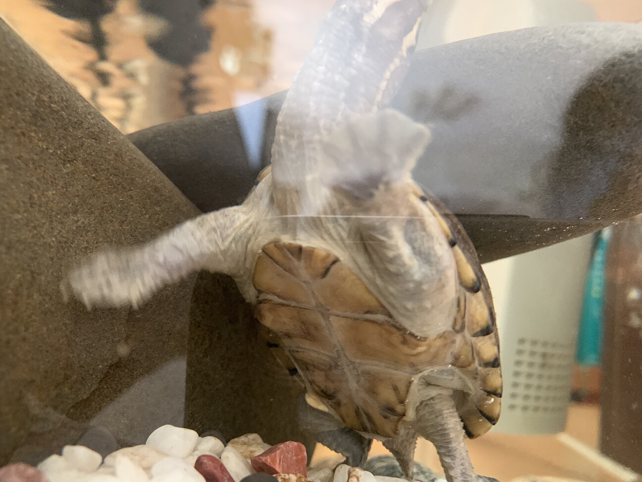 この白いものはなんなのでしょうか 相談 5944 ペットのおうち 月間利用者150万人