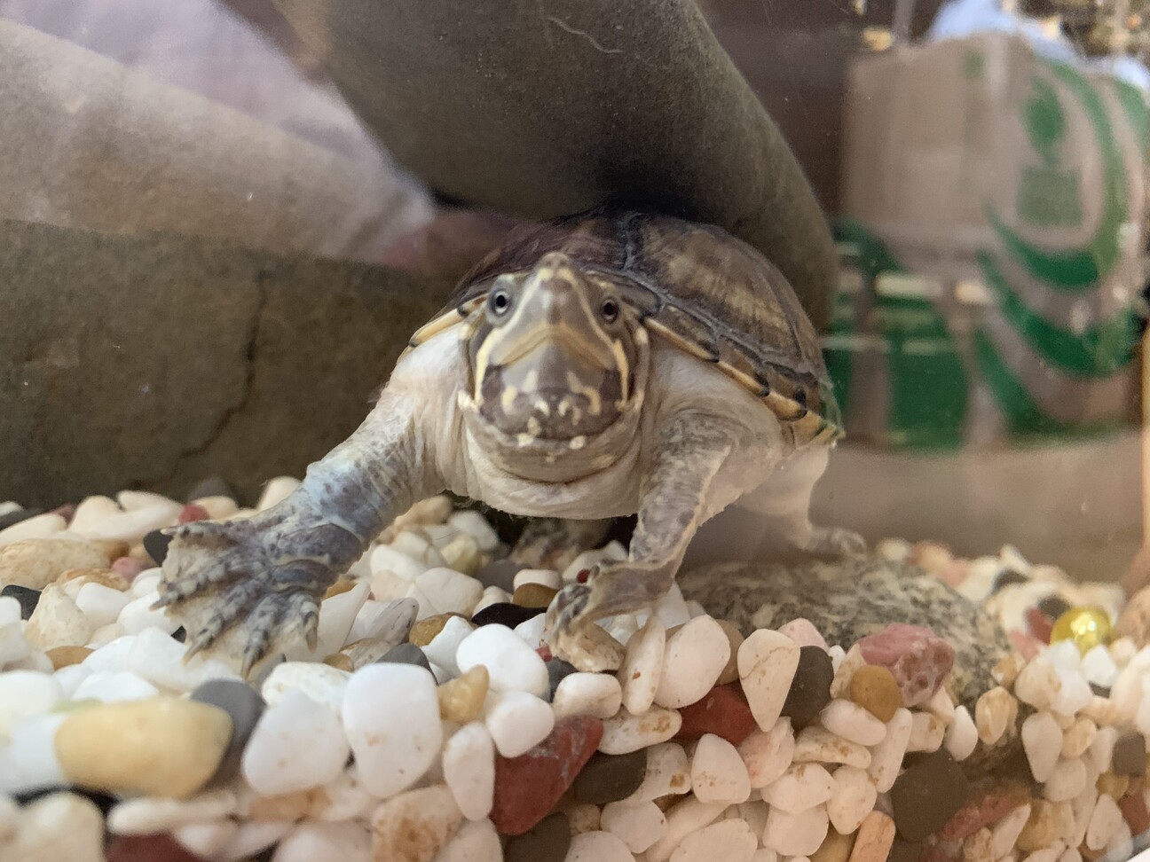 この白いものはなんなのでしょうか 相談 5944 ペットのおうち 月間利用者150万人