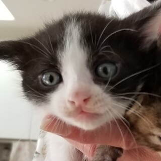 可愛い♡ハチワレ 美人ママの子ども☆彡