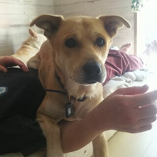 人が大好き★雑種犬8歳の男の子★
