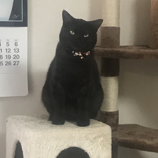 黒猫のよさぶろうのカバー写真