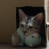はいちゃ