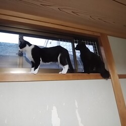 「里親詐欺に気を付けましょう！」サムネイル1