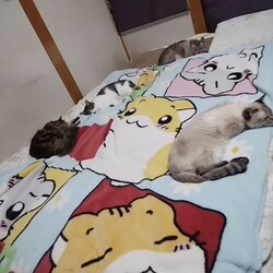 「里親詐欺に気を付けましょう！」サムネイル2