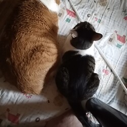 「里親詐欺に気を付けましょう！」サムネイル3