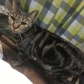 ブラウンタビーのウサギシッポこなちゃん