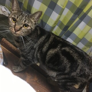 ブラウンタビーのウサギシッポこなちゃん