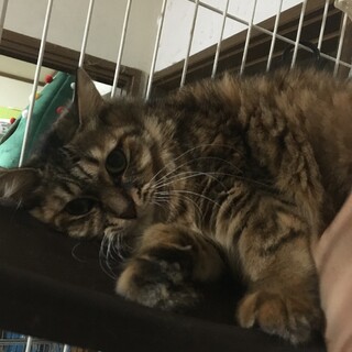 もちふわ長毛キジトラ茅ちゃん