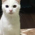 応募多数につき、一時停止中