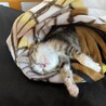 子猫里親様募集！約2ヶ月♀400ｇ  サムネイル2