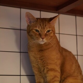 ビビりだけど最近触れるように！『とーら』