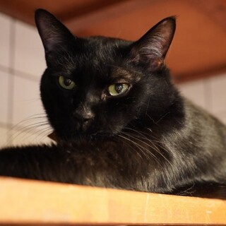 声が独特！お尻ポンポンが好き『みどり』