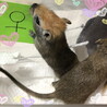 スナネズミ／カラージャービルのきょうだい★オスメス サムネイル2