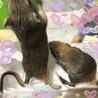 スナネズミ／カラージャービルのきょうだい★オスメス サムネイル3