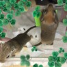 スナネズミ／カラージャービルのきょうだい★オスメス サムネイル4