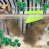 スナネズミ／カラージャービルのきょうだい★オスメス サムネイル5