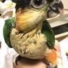 ズグロ