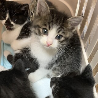 ちっちゃいキジ白の男の子