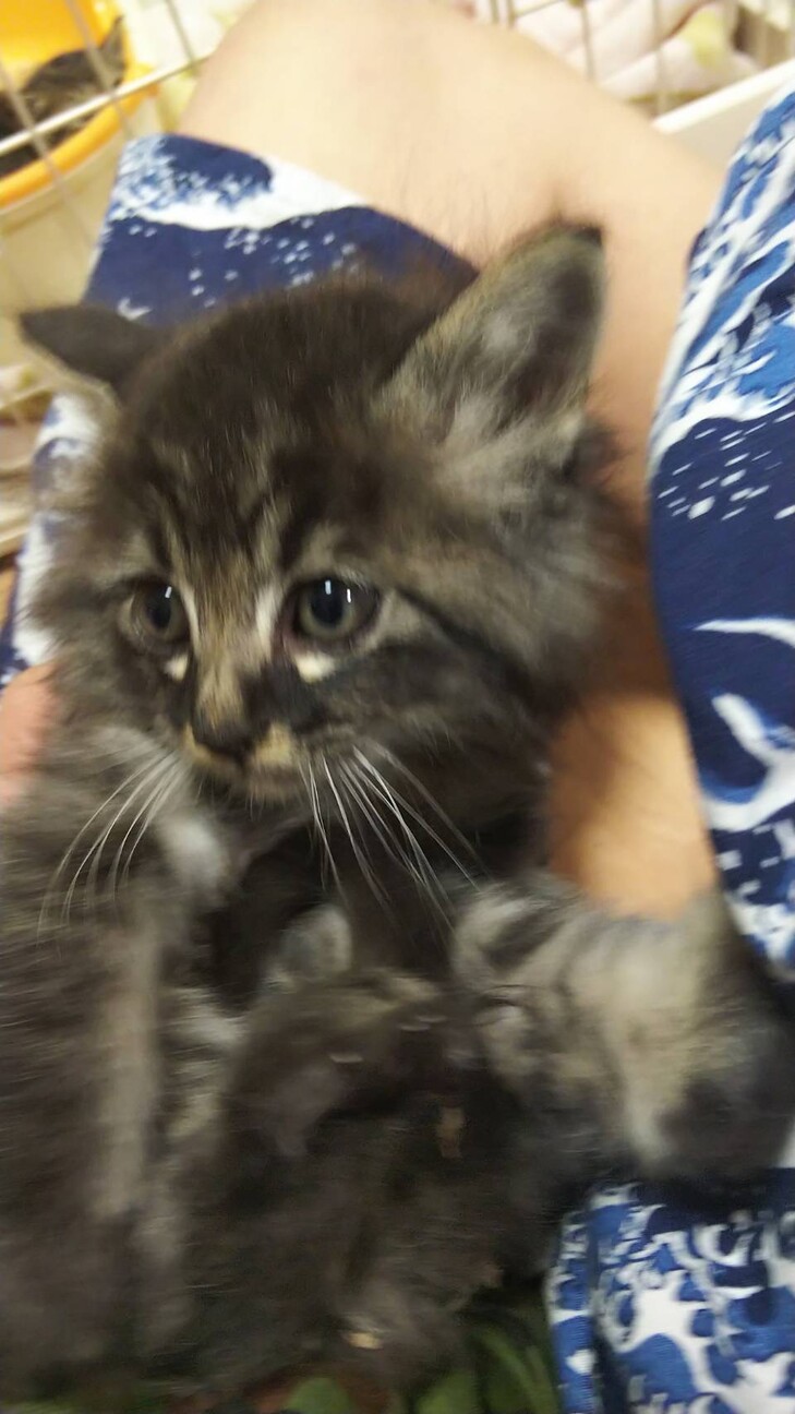 毛の長い子猫を保護しまし 岡山県 猫の里親募集 ペットのおうち 月間利用者150万人