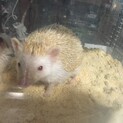 ハリネズミ