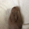 くぅちゃん529